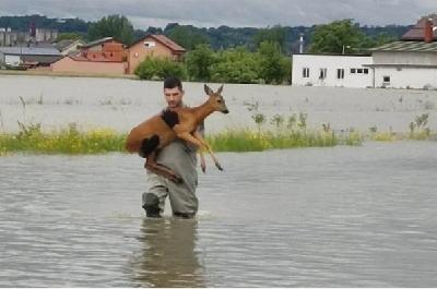 Dirljive fotografije iz Hrvatske: Vatrogasac spasio srnu od utapanja